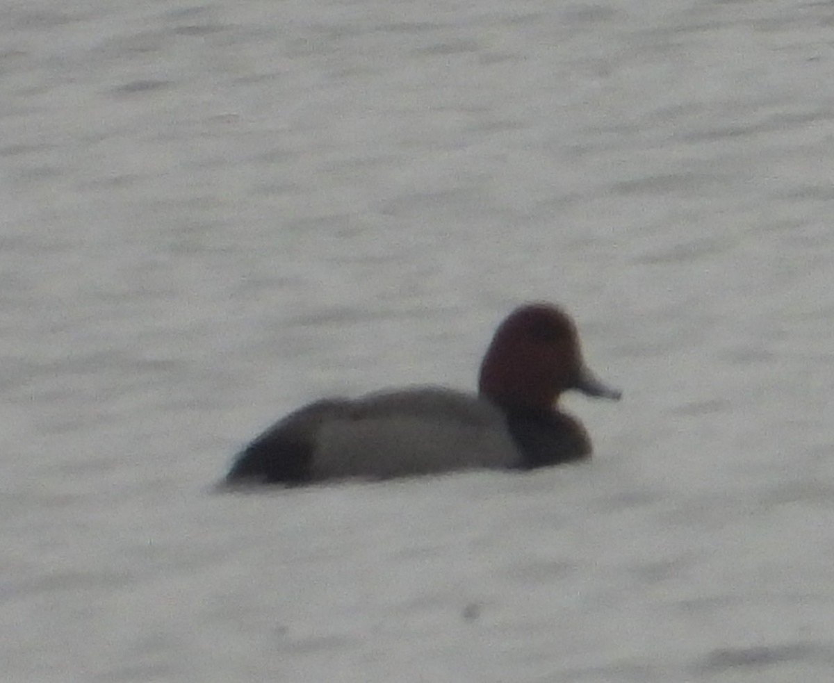 Redhead - ML646407917