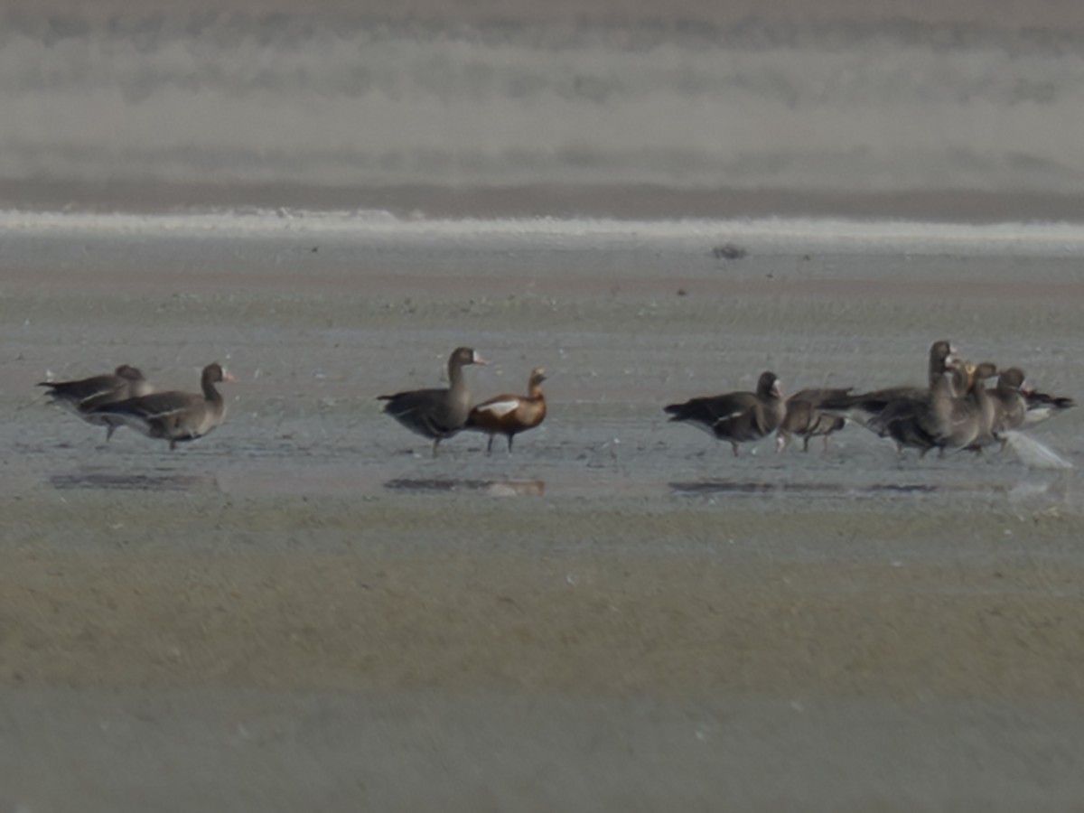 Greater White-fronted Goose - ML646407918
