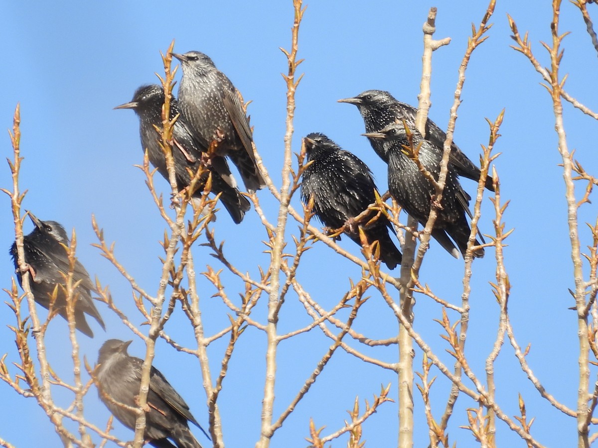 Étourneau unicolore - ML646407920