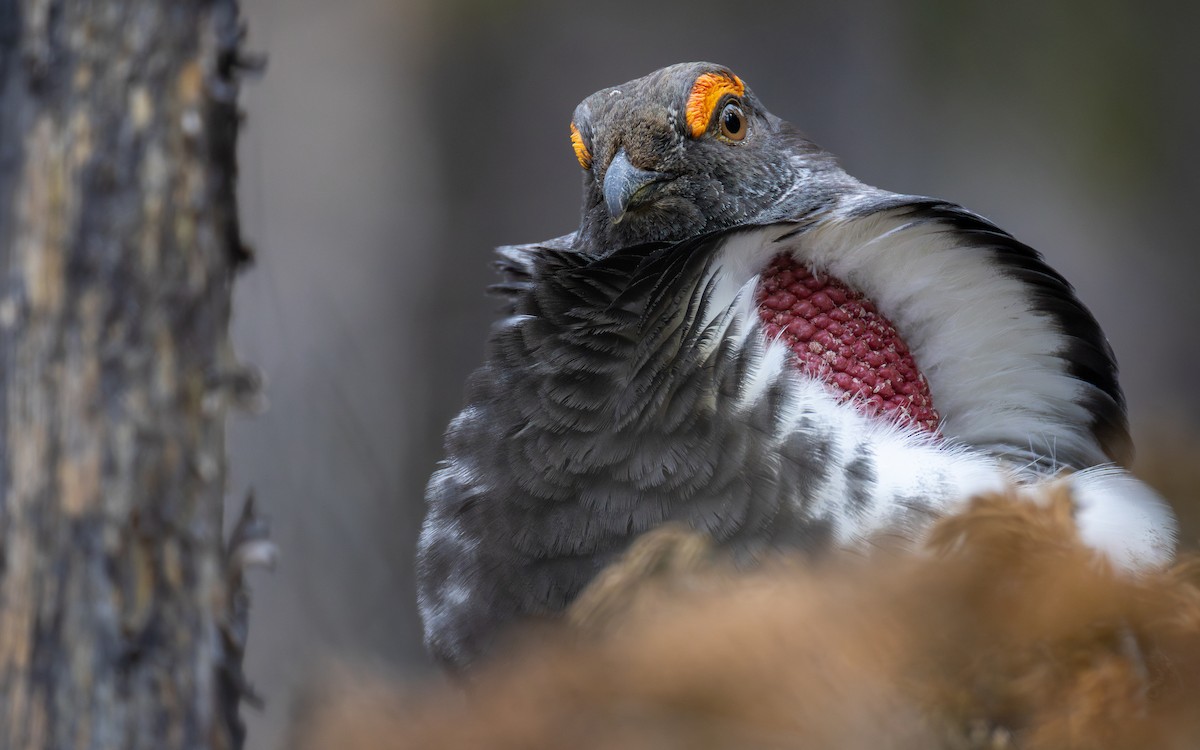 アオライチョウ - ML646407921