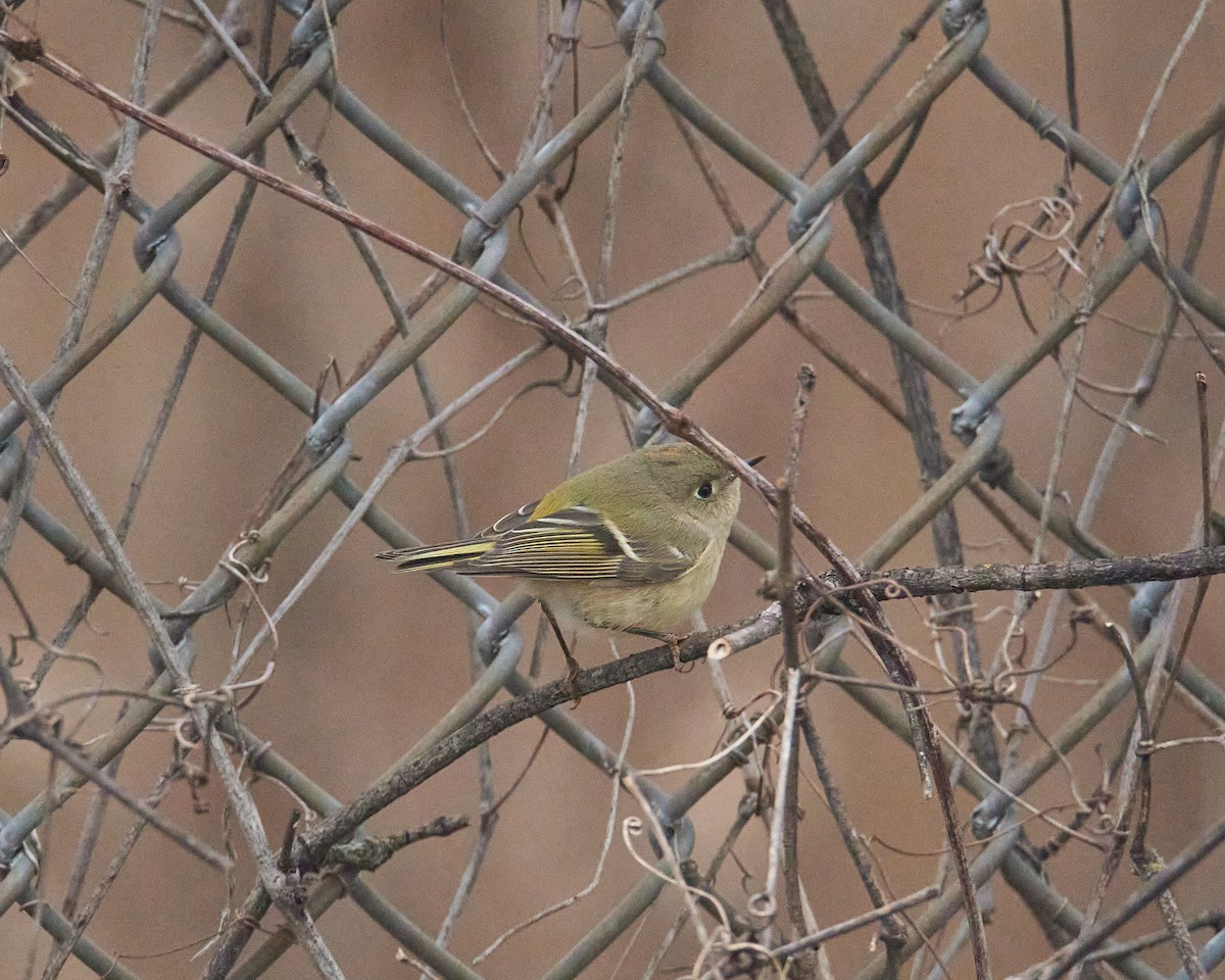 králíček americký - ML646407937