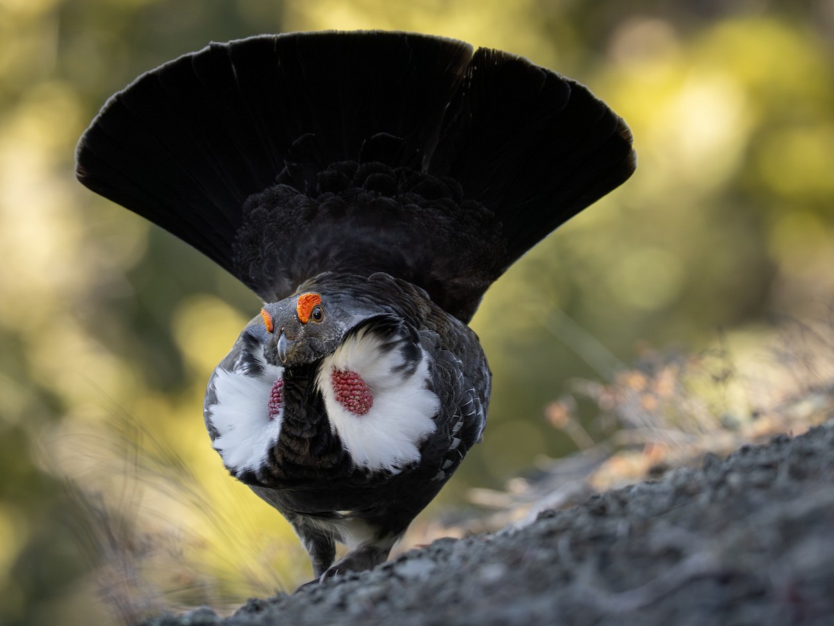 アオライチョウ - ML646407938