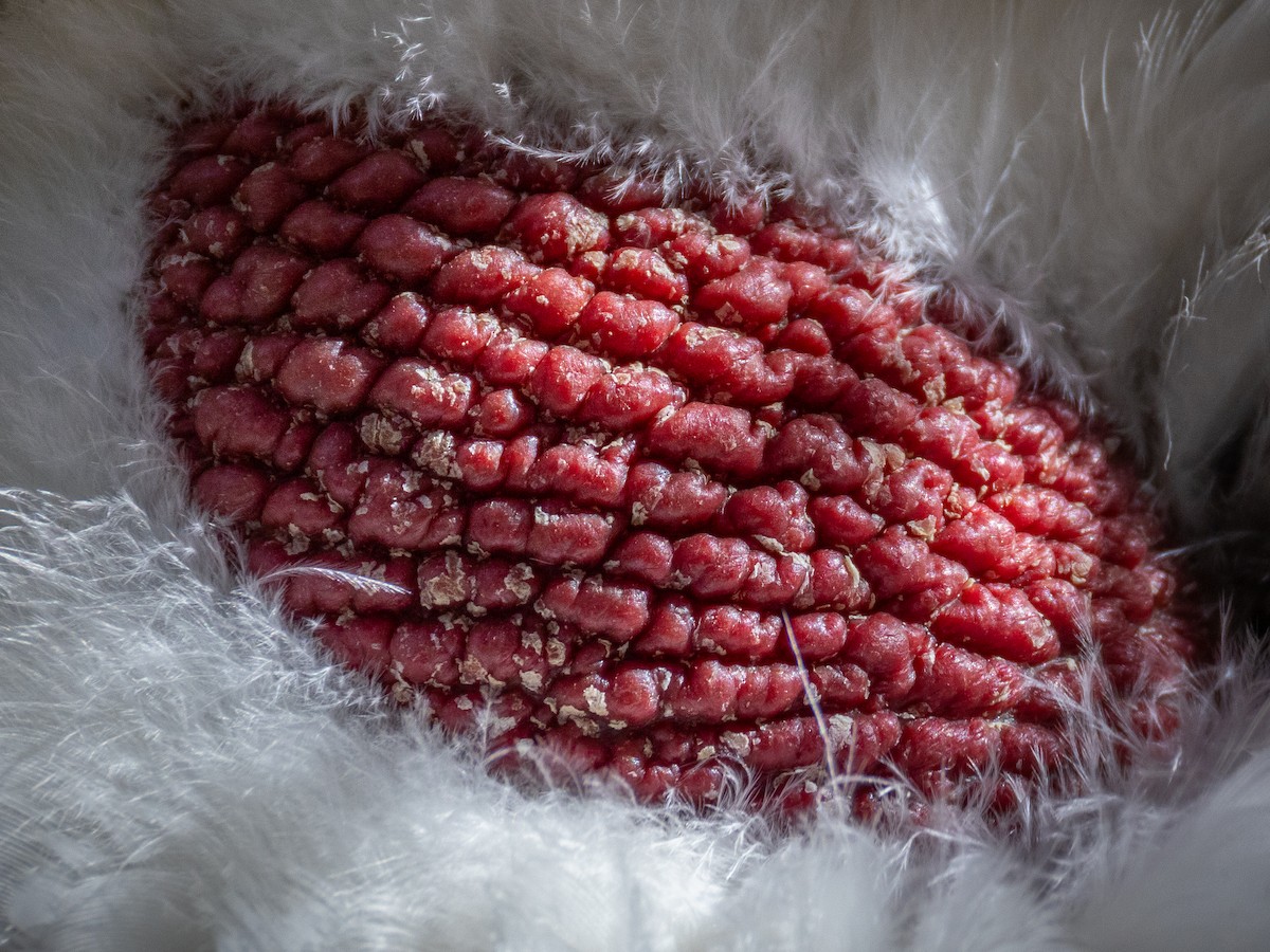 アオライチョウ - ML646407941