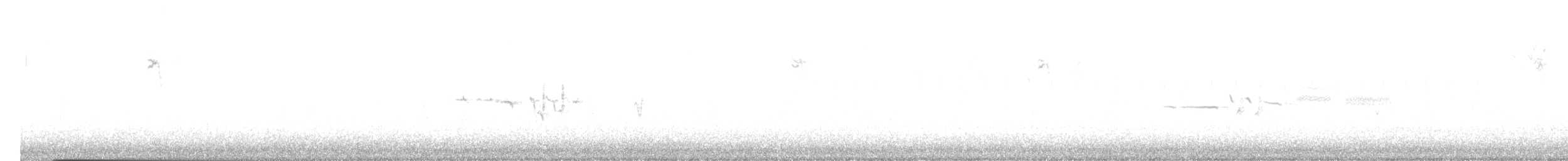 White-crowned Sparrow - ML646407949