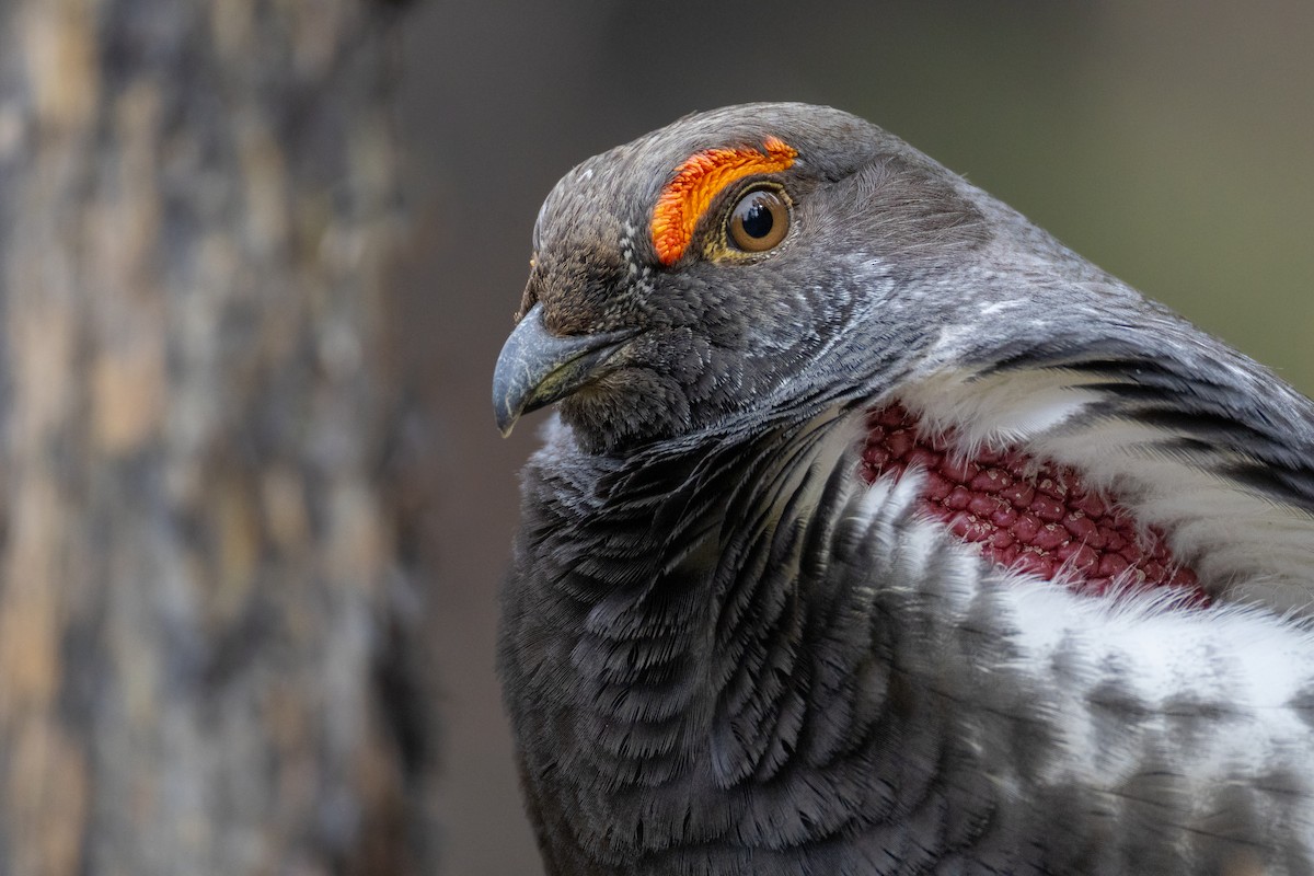 アオライチョウ - ML646407954