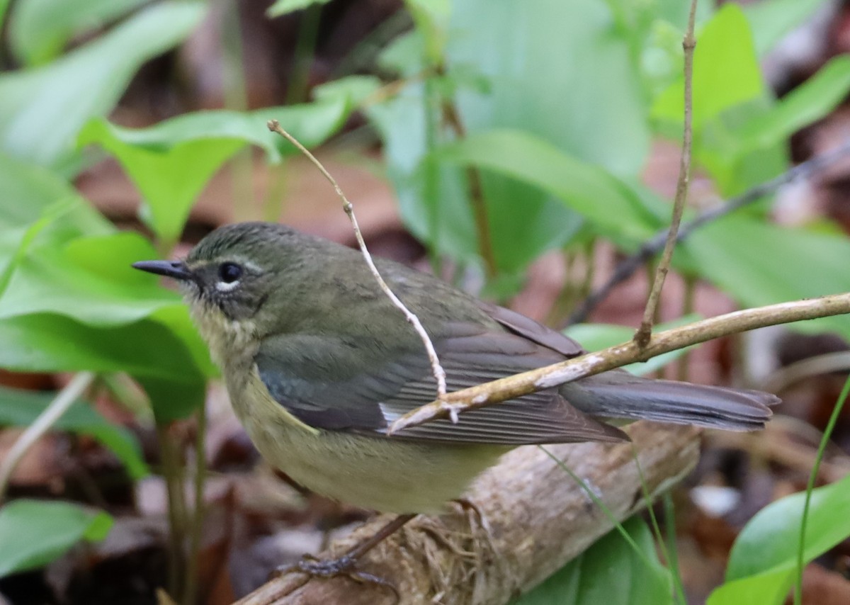 Black-throated Blue Warbler - ML646407956