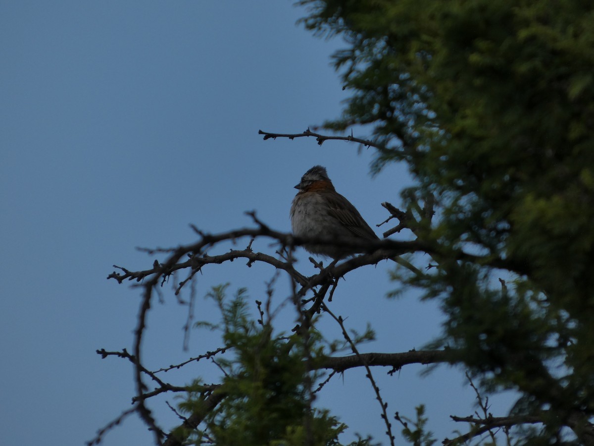 Rufous-collared Sparrow - ML646407963