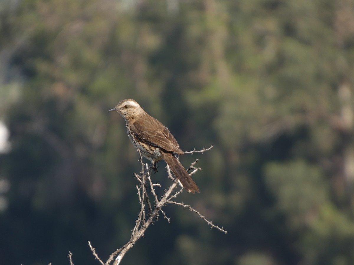 drozdec chilský - ML646407977