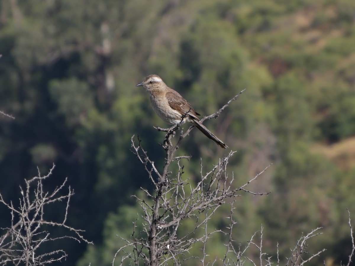 drozdec chilský - ML646407978