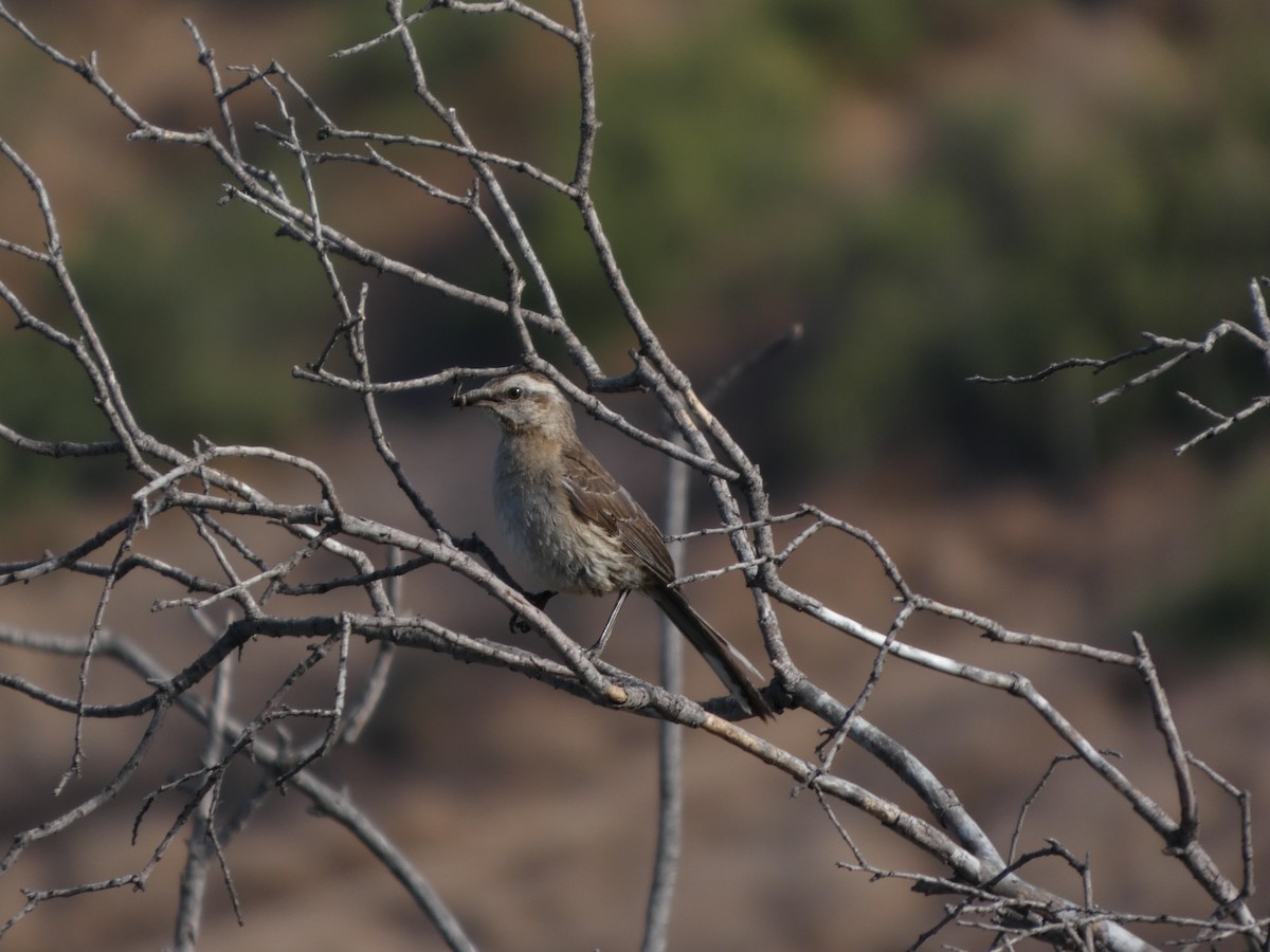 drozdec chilský - ML646407980