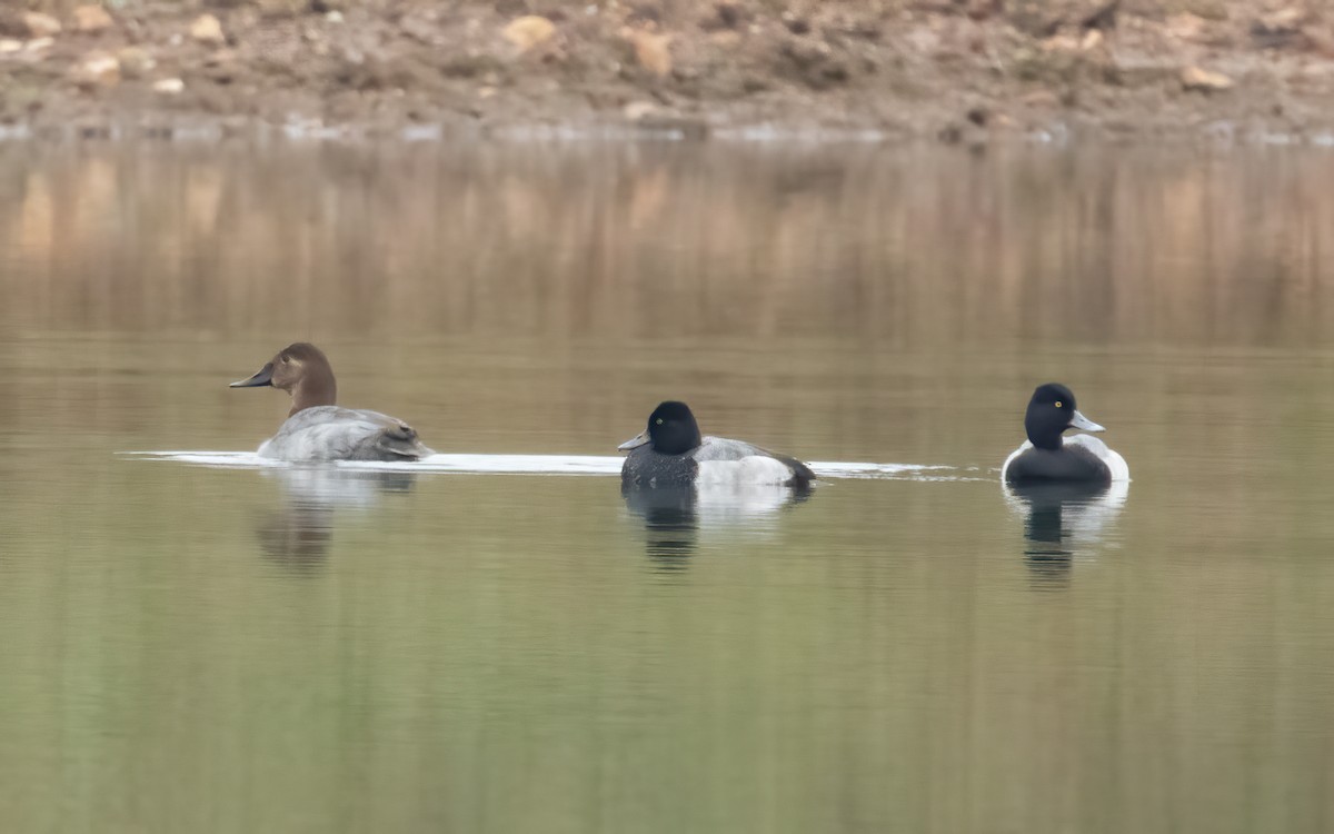 polák vlnkovaný - ML646407983