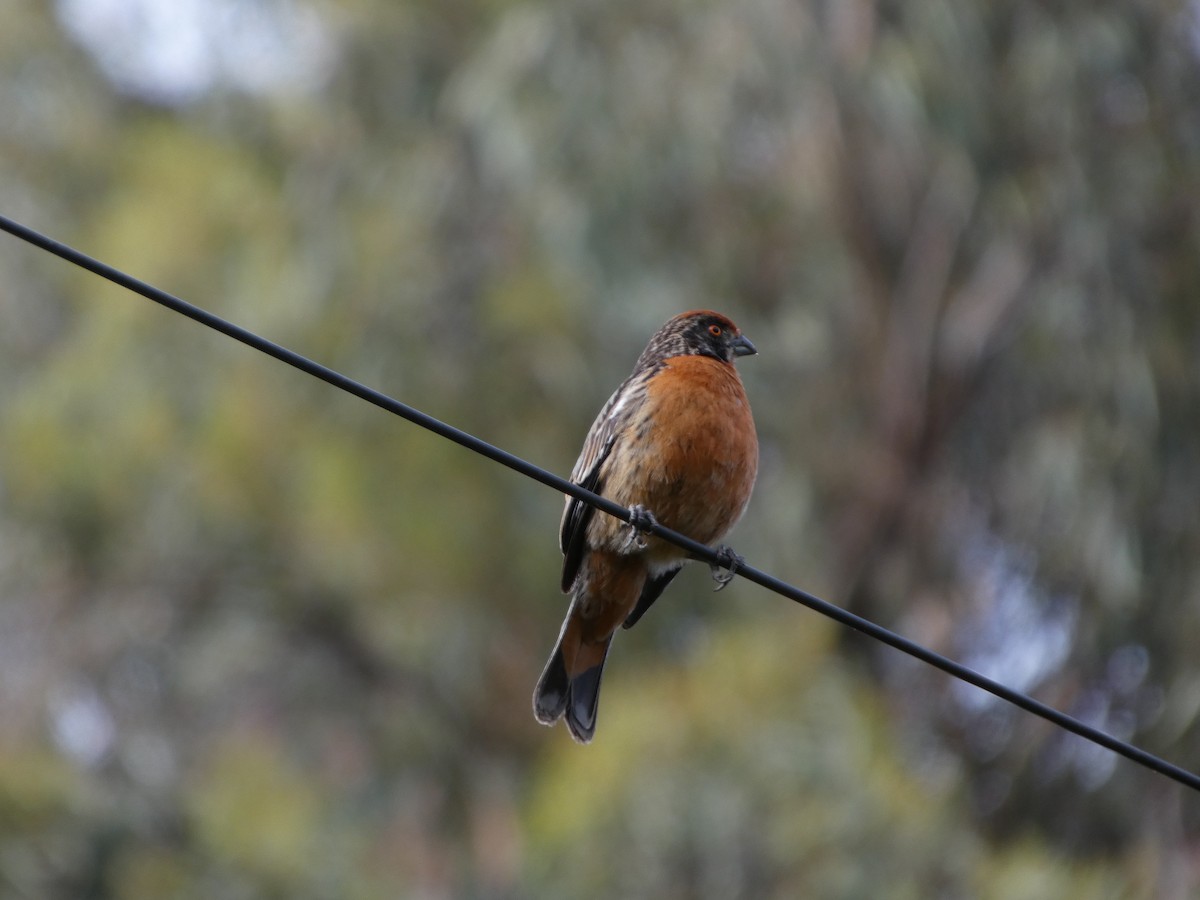 bylinorubec chilský - ML646407993