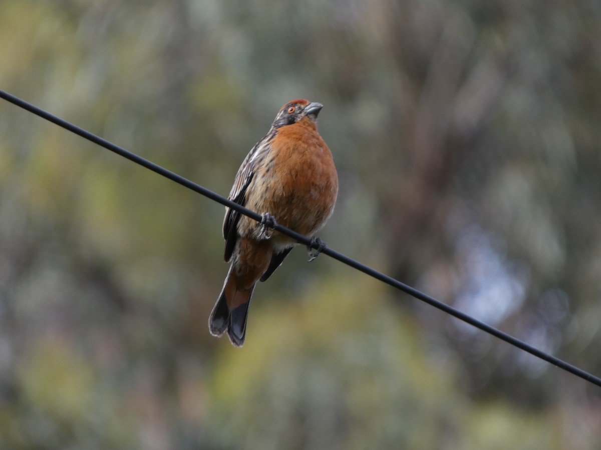 bylinorubec chilský - ML646407994