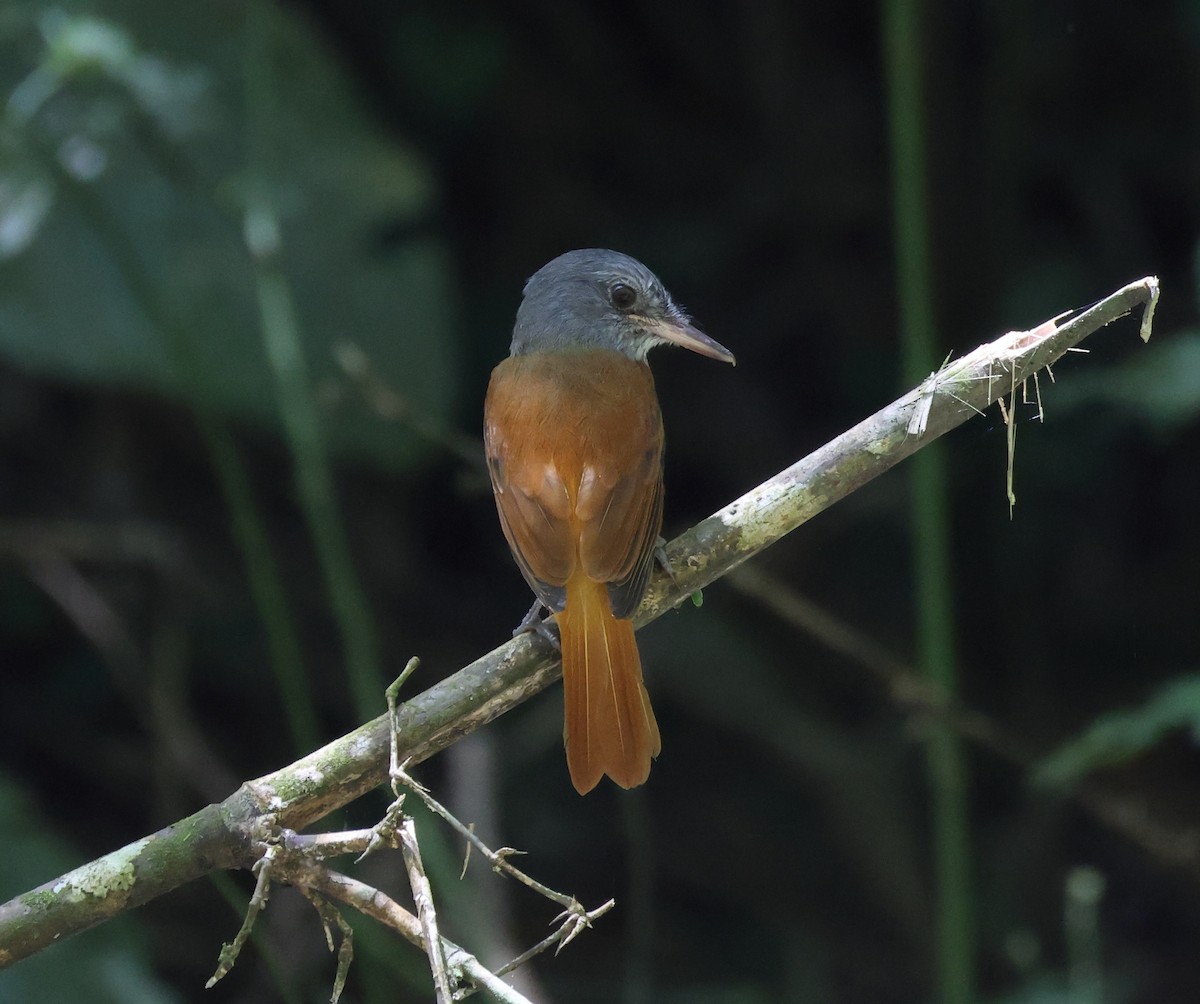 Gray-hooded Attila - ML646407996