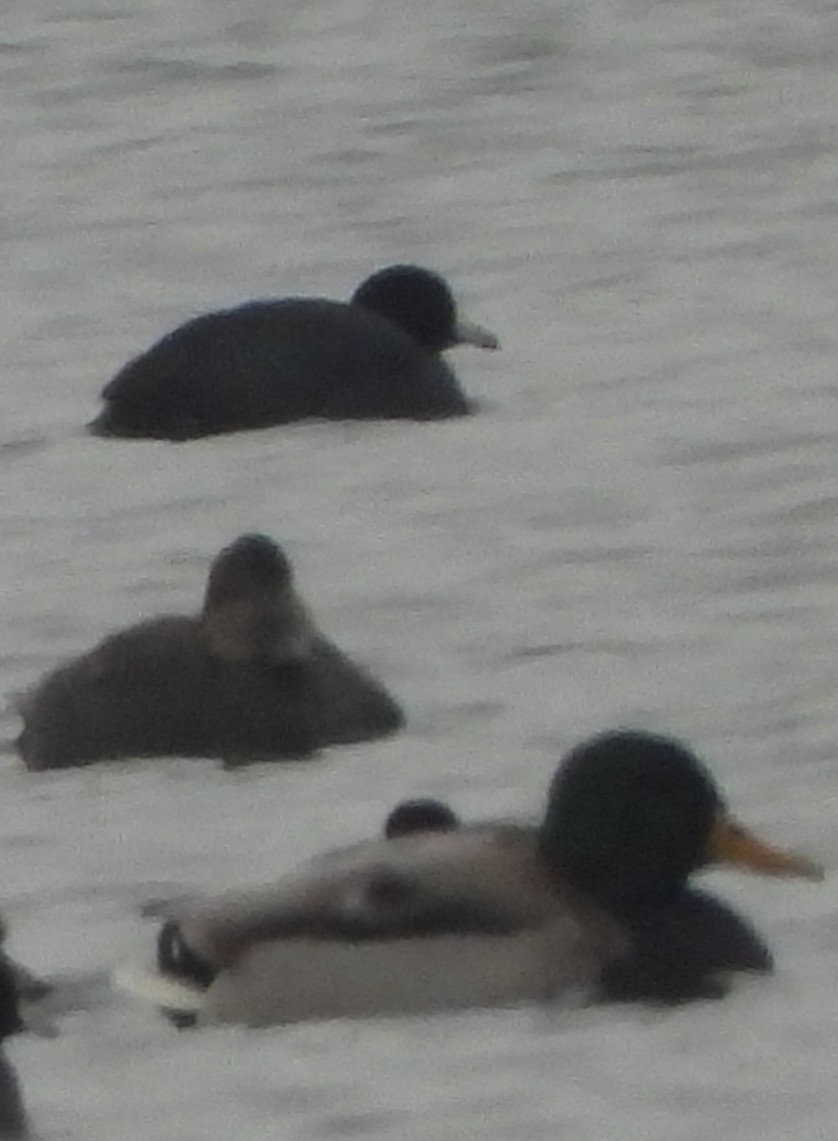 American Coot - ML646408004