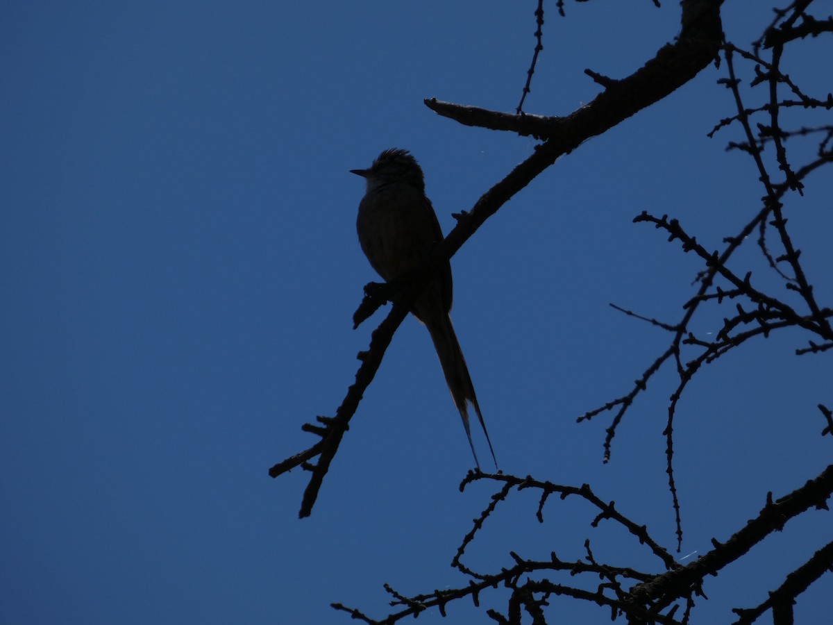 Plain-mantled Tit-Spinetail - ML646408005