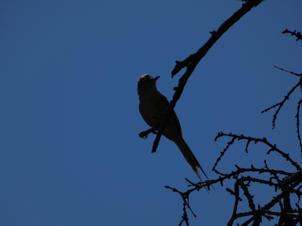 Plain-mantled Tit-Spinetail - ML646408006