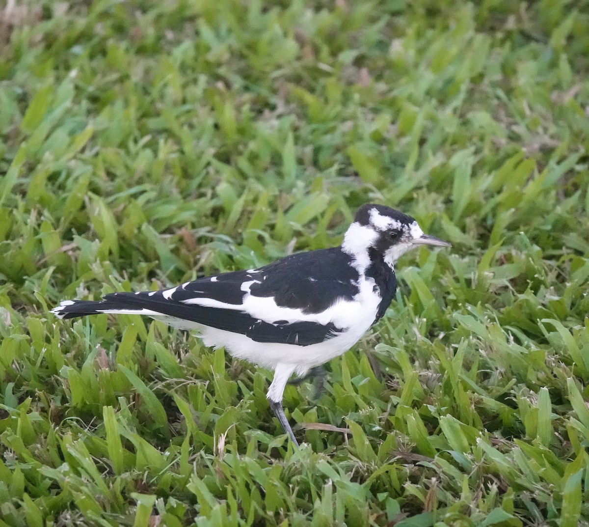 Magpie-lark - ML646408008