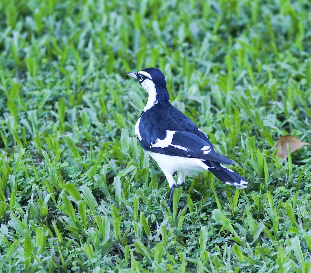 Magpie-lark - ML646408009