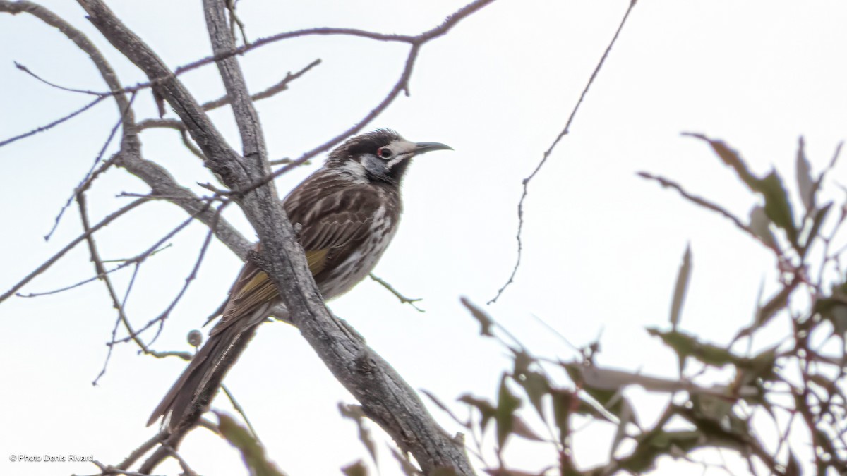 White-fronted Honeyeater - ML646408010