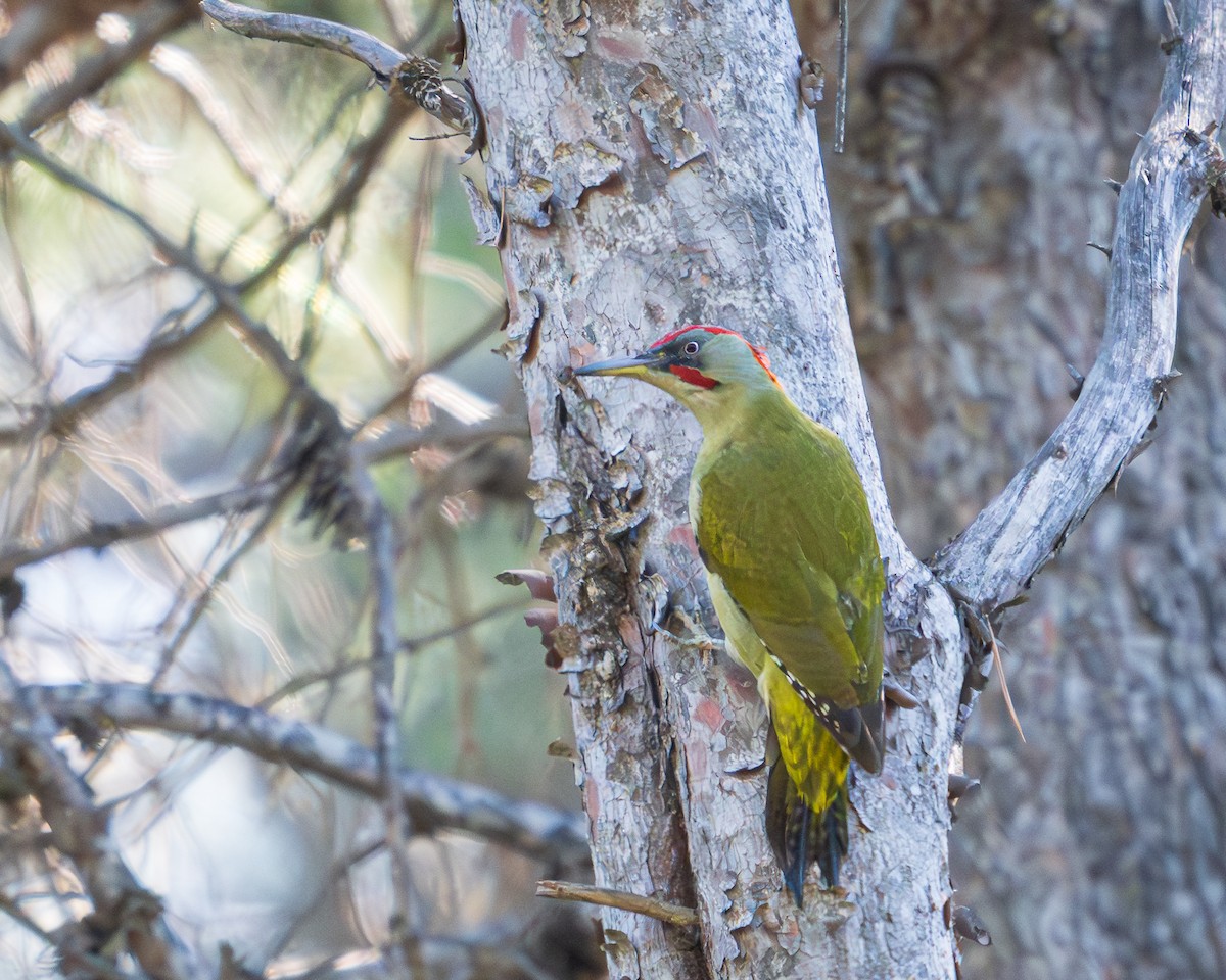 Iberian Green Woodpecker - ML646408011
