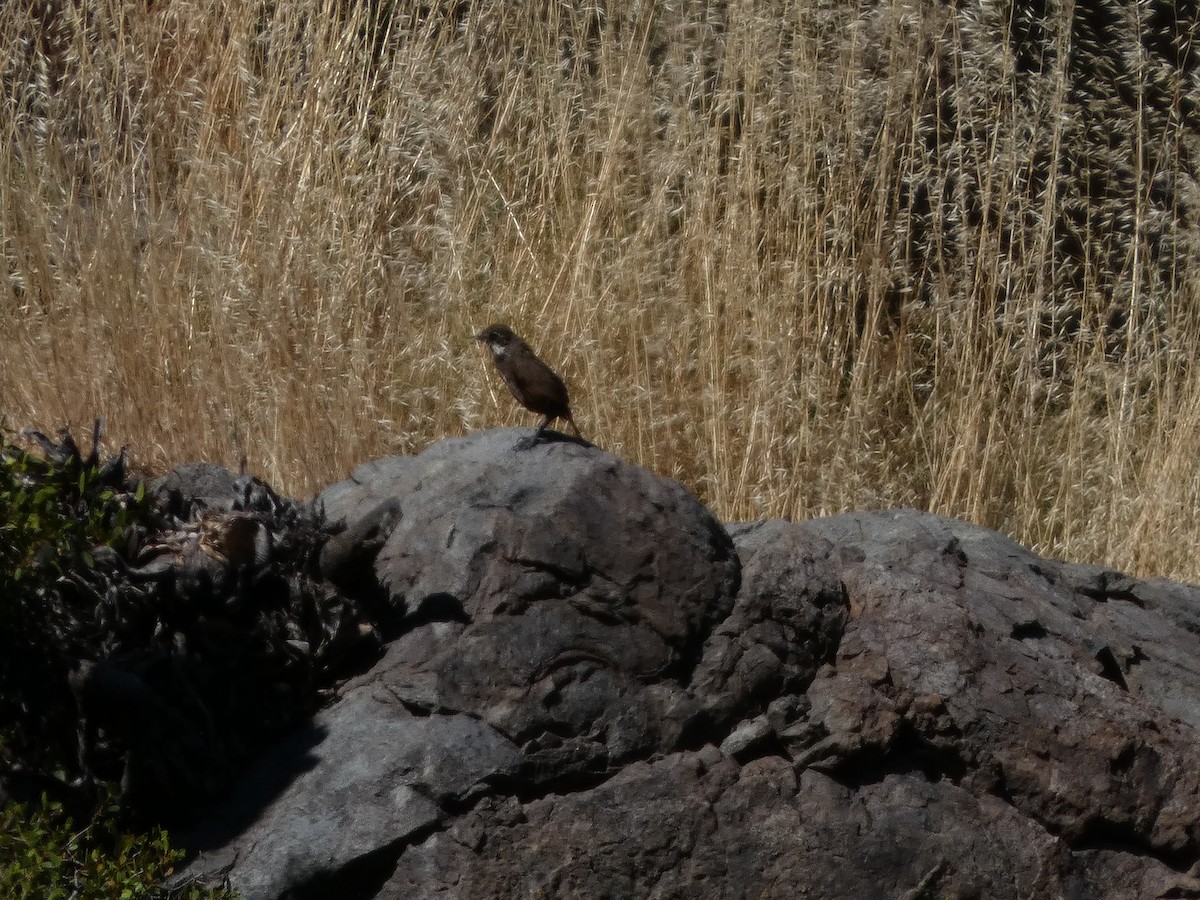 Moustached Turca - ML646408013