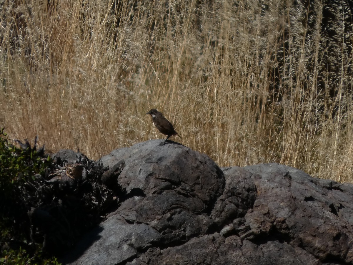 Moustached Turca - ML646408014