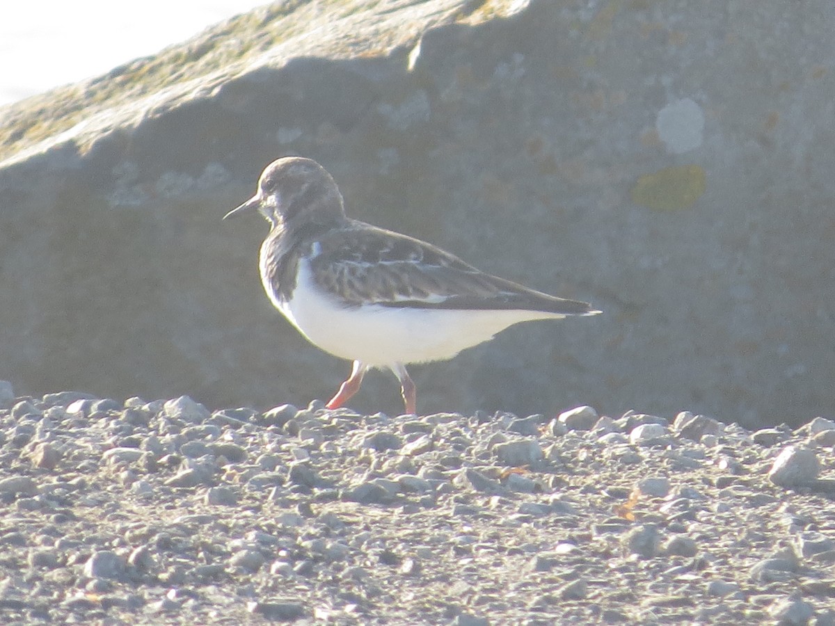 Ruddy Turnstone - ML646408017
