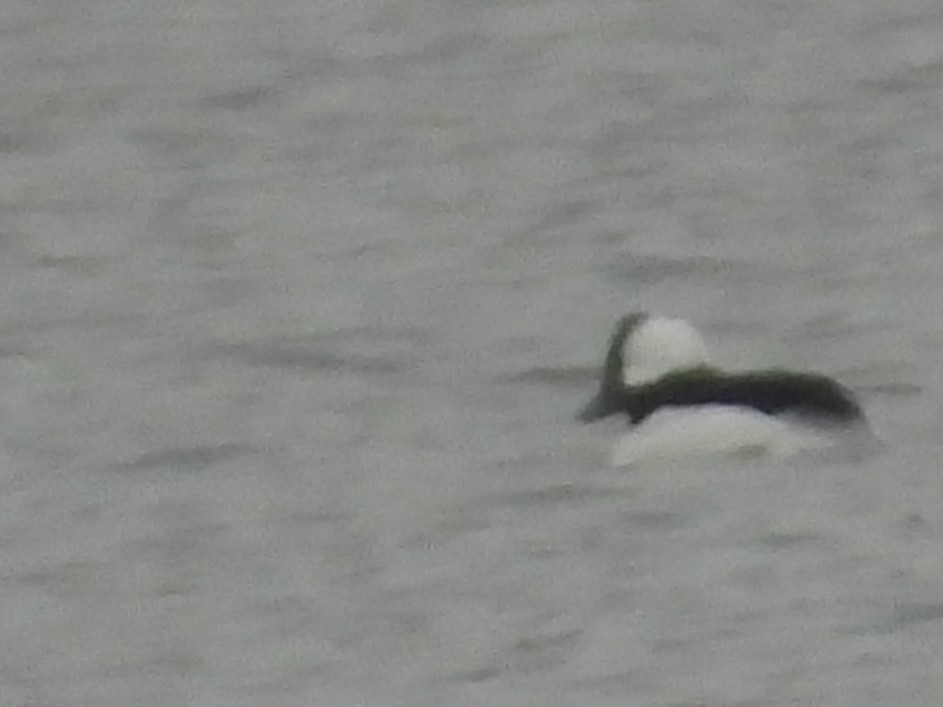 Bufflehead - ML646408018