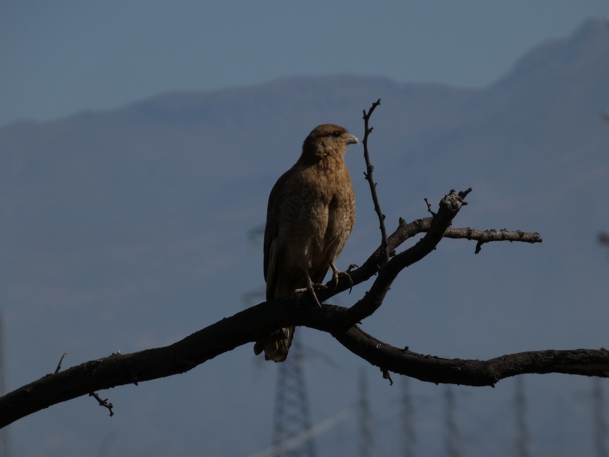 čimango argentinský - ML646408025