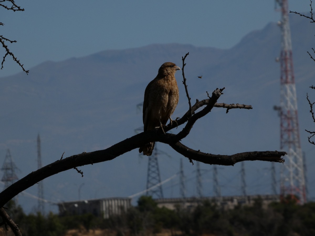 čimango argentinský - ML646408026