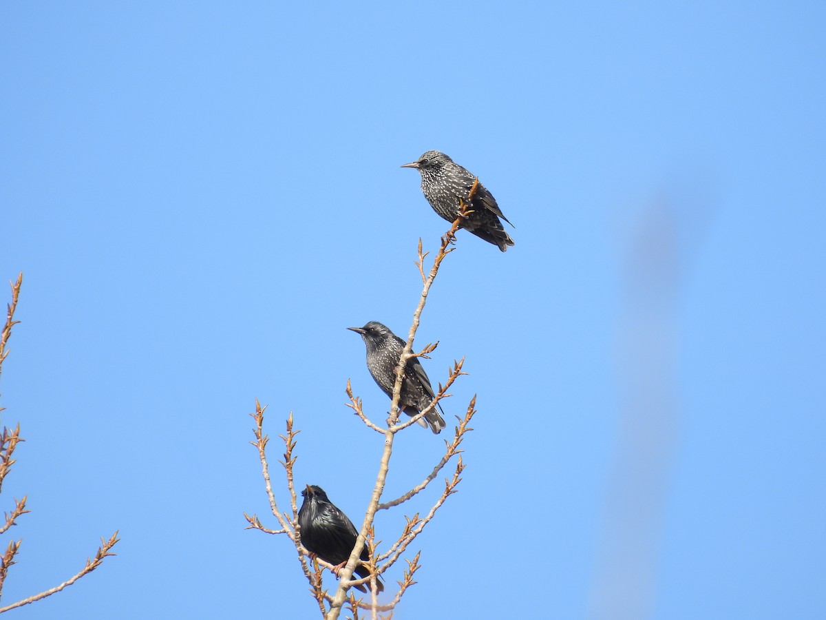 Étourneau unicolore - ML646408027