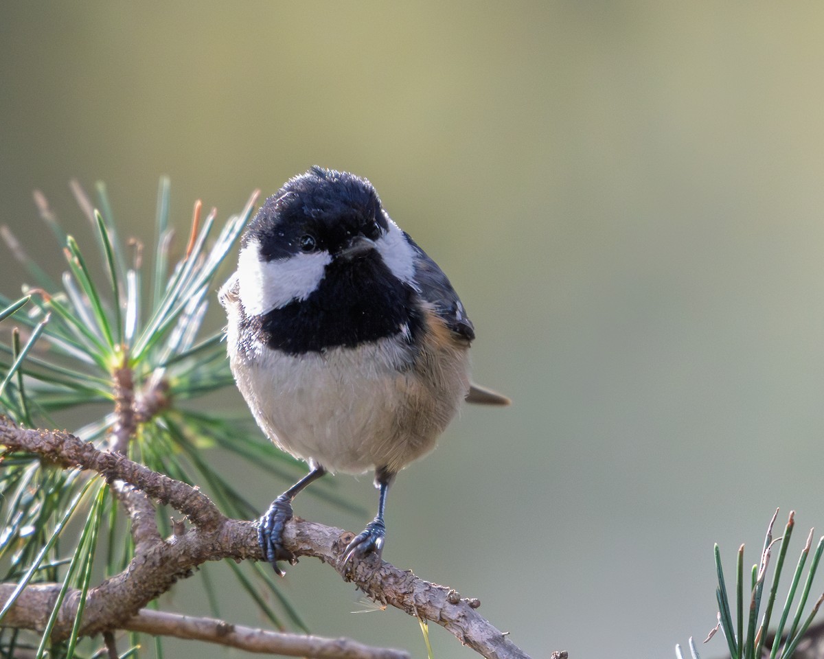Coal Tit - ML646408029