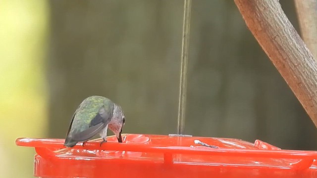 kalypta černobradá - ML646408030