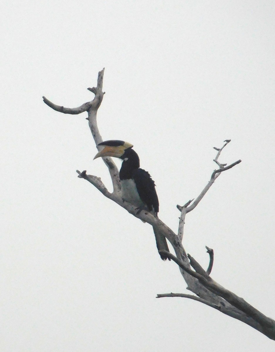 Malabar Pied-Hornbill - ML646408035