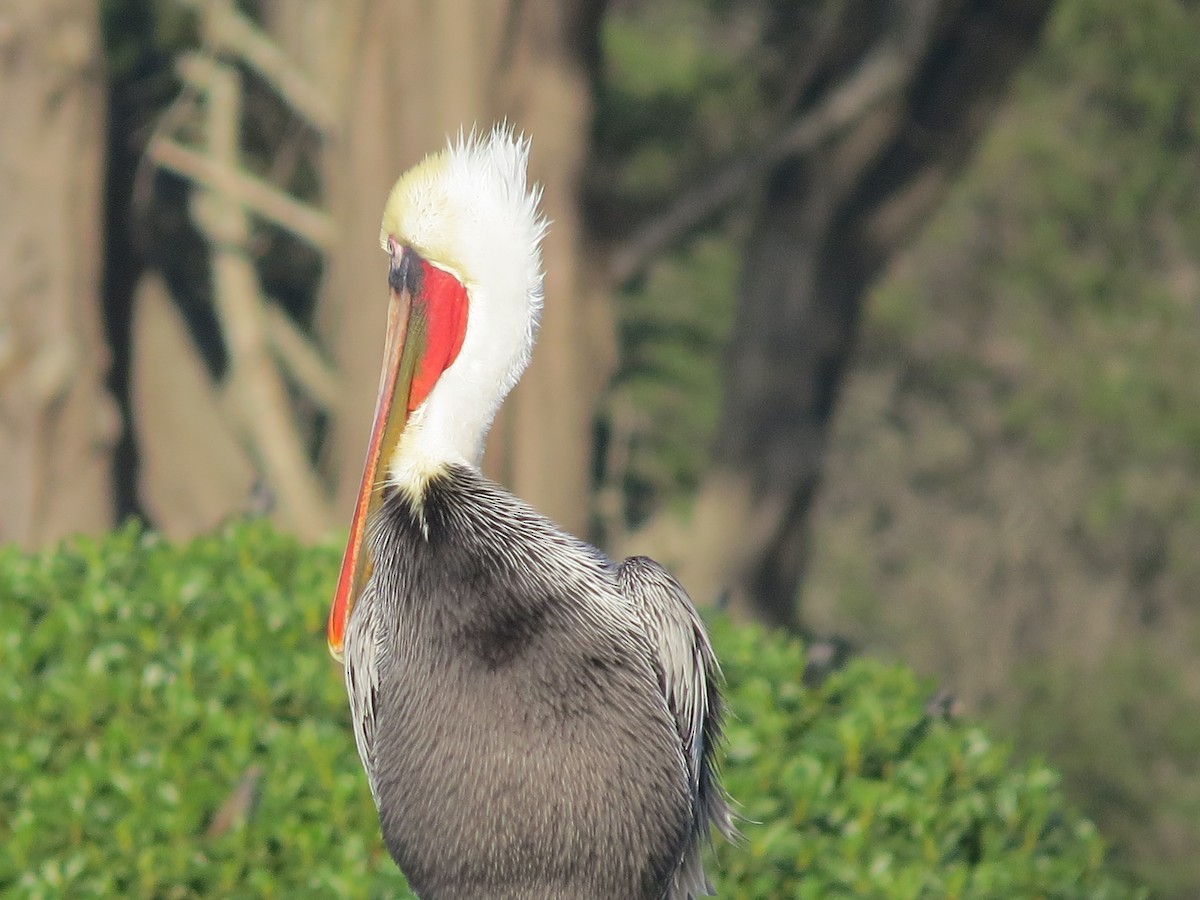 Brown Pelican - ML646408036
