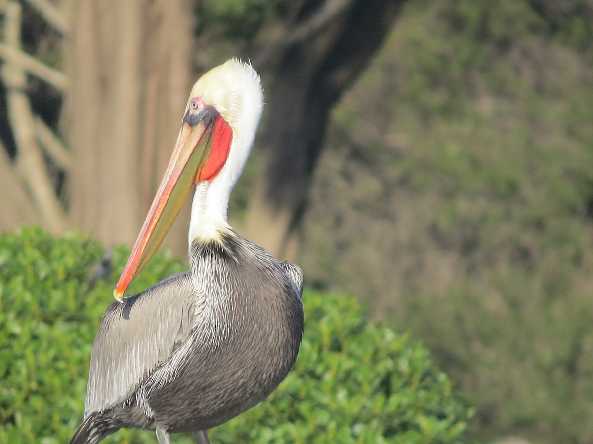 Brown Pelican - ML646408038