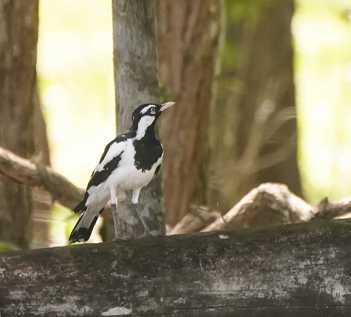 Magpie-lark - ML646408039