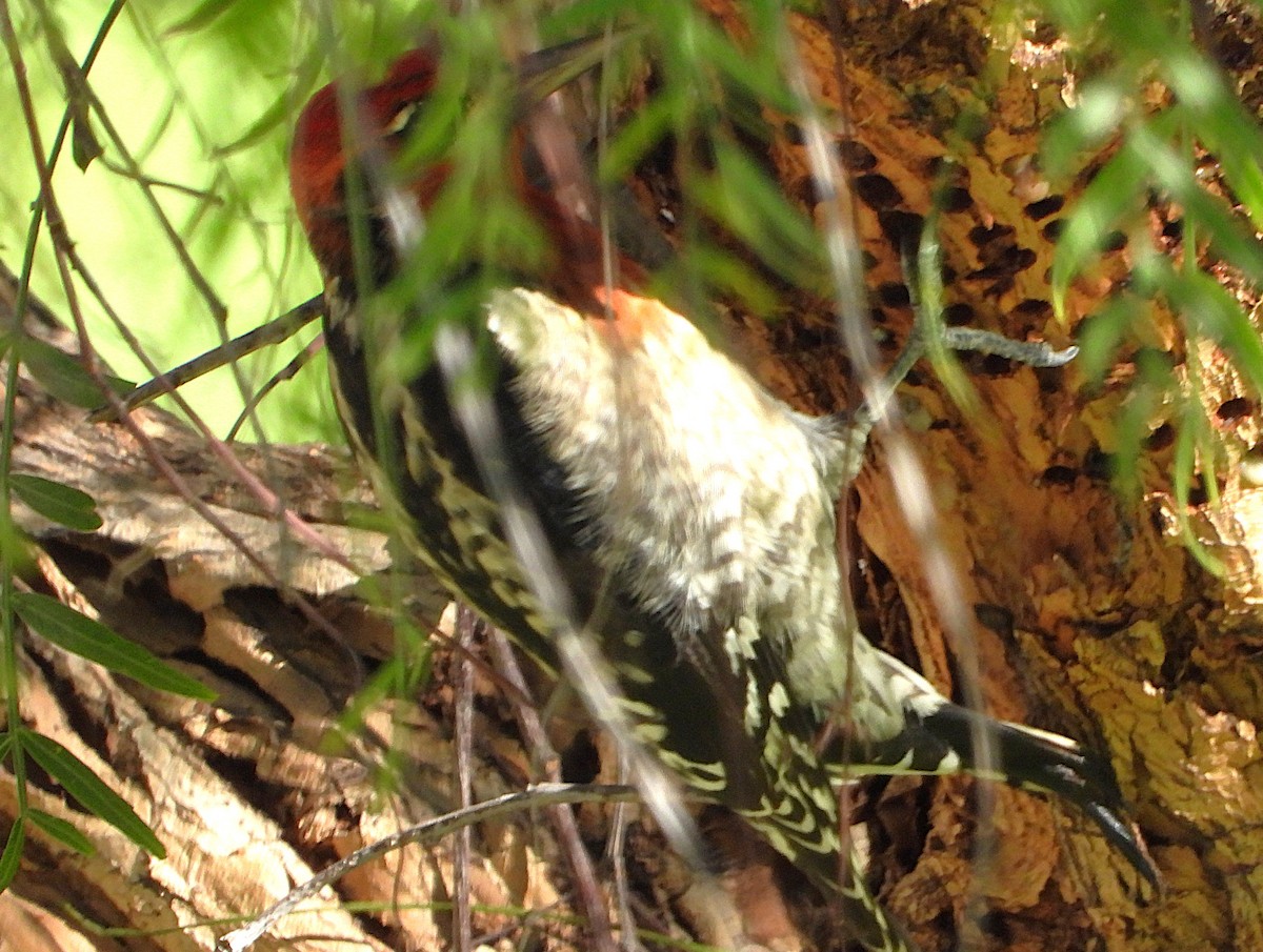 datel červenoprsý - ML646408041