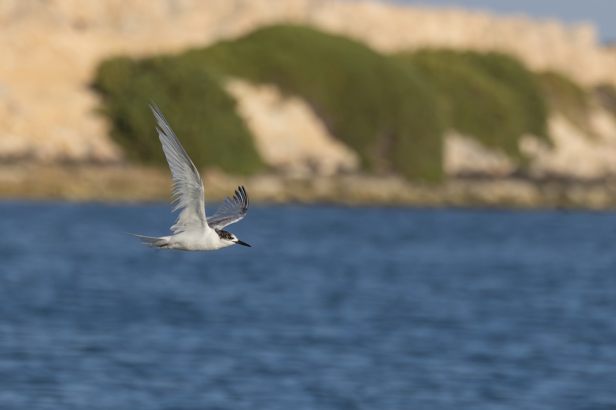 燕鷗 - ML646408043