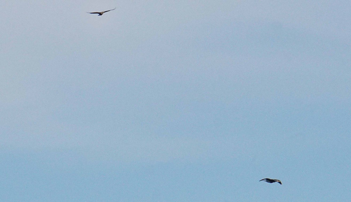 Great Cormorant - ML646408046