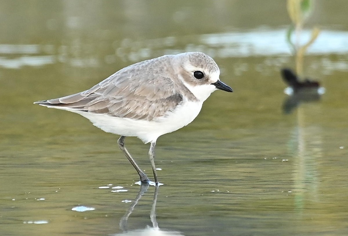 Tibetan Sand-Plover - ML646408047