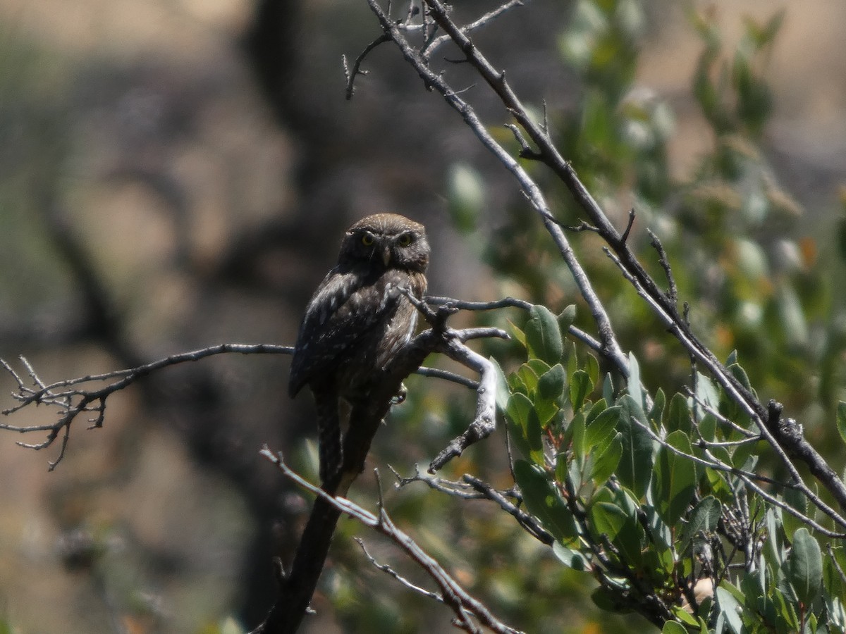 kulíšek patagonský - ML646408048