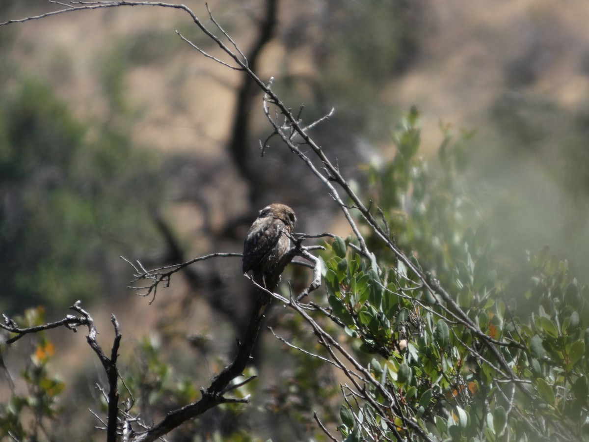 kulíšek patagonský - ML646408049