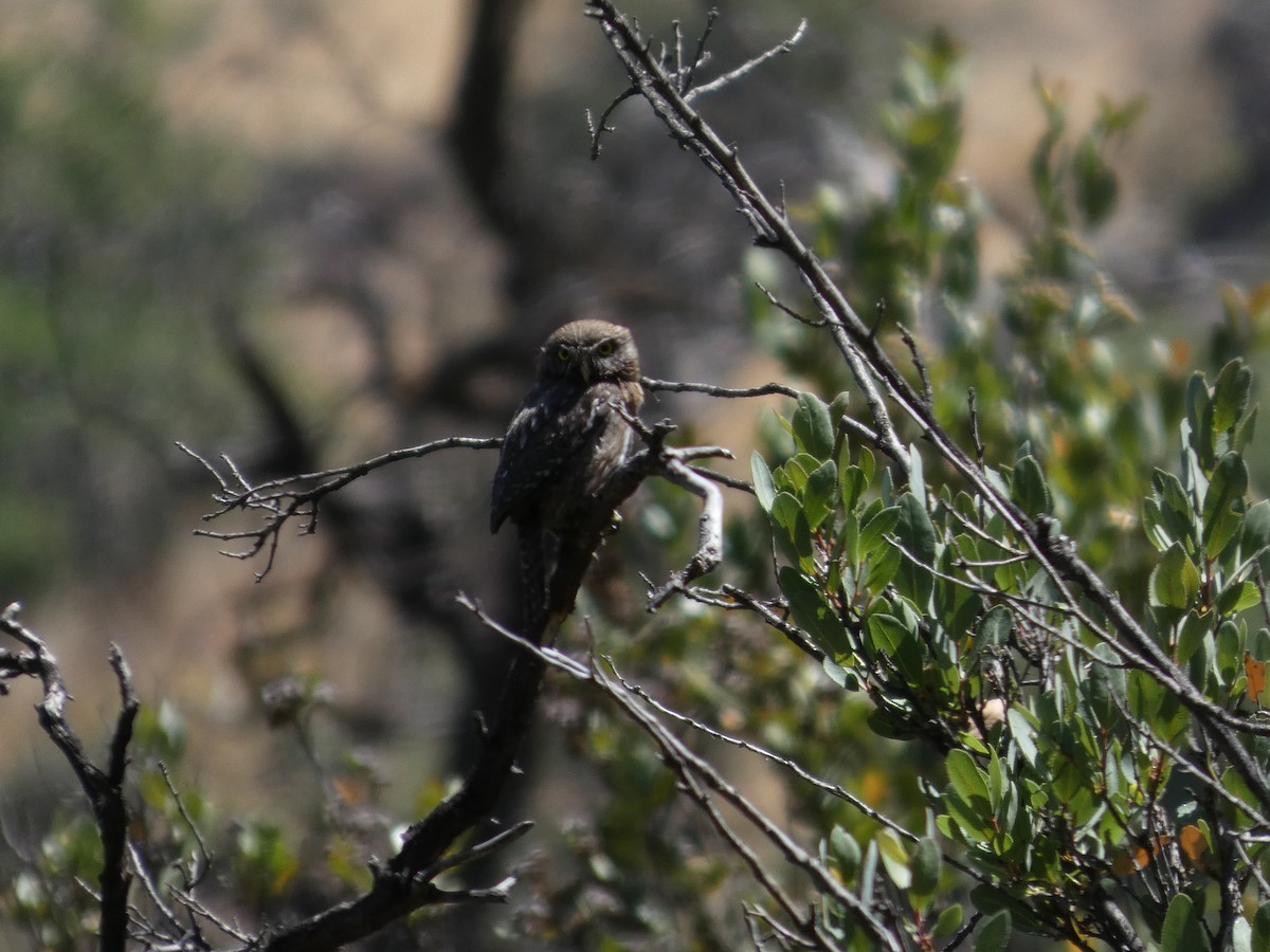 kulíšek patagonský - ML646408050