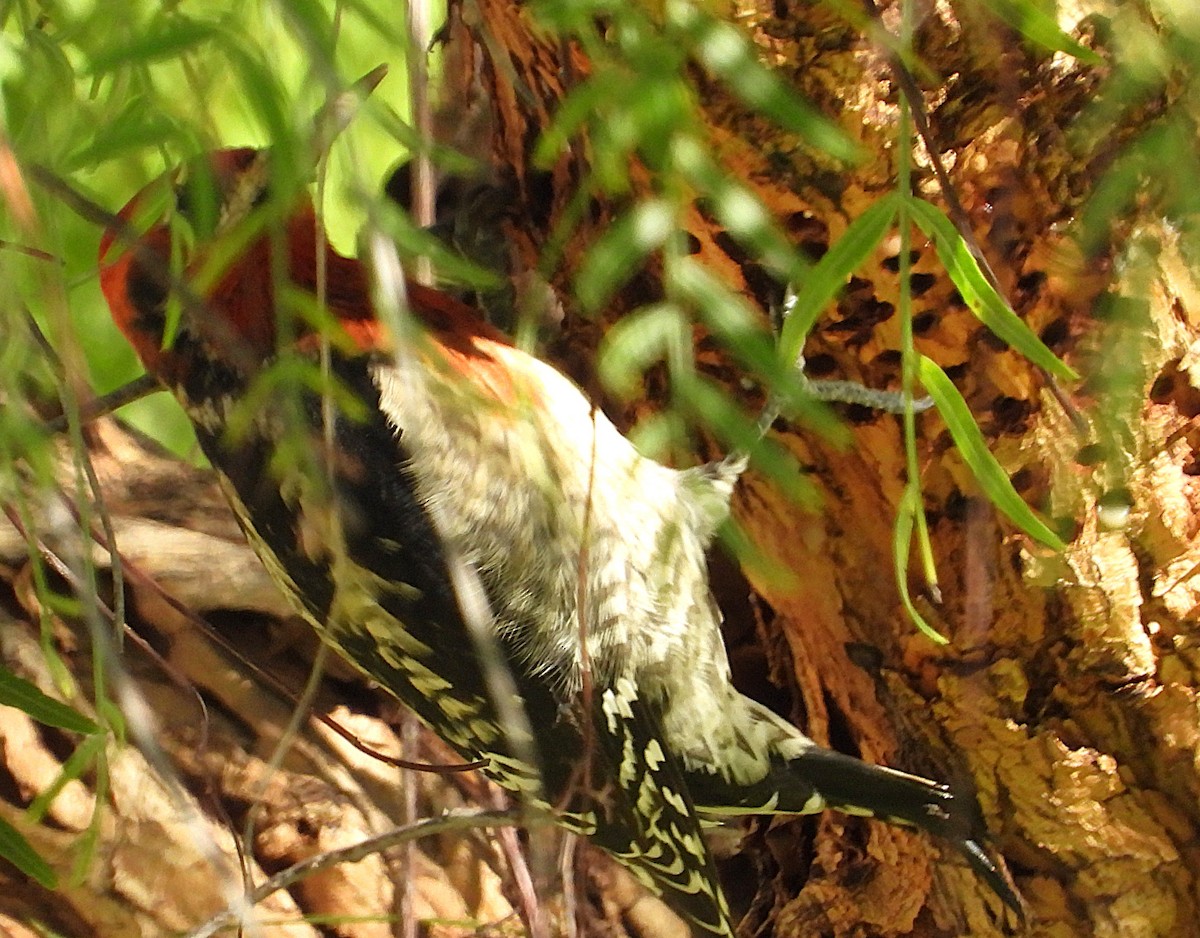 datel červenoprsý - ML646408053