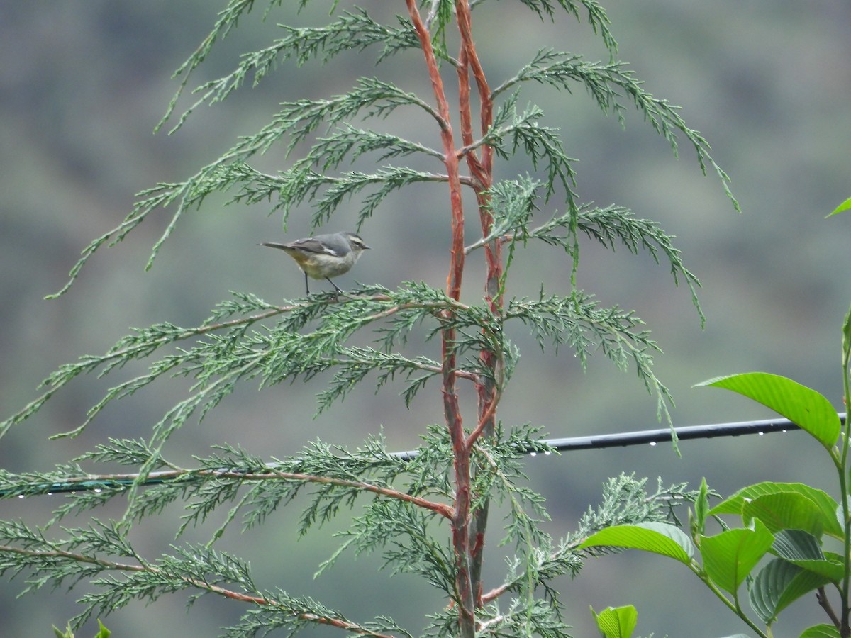 Cinereous Conebill - ML646408057