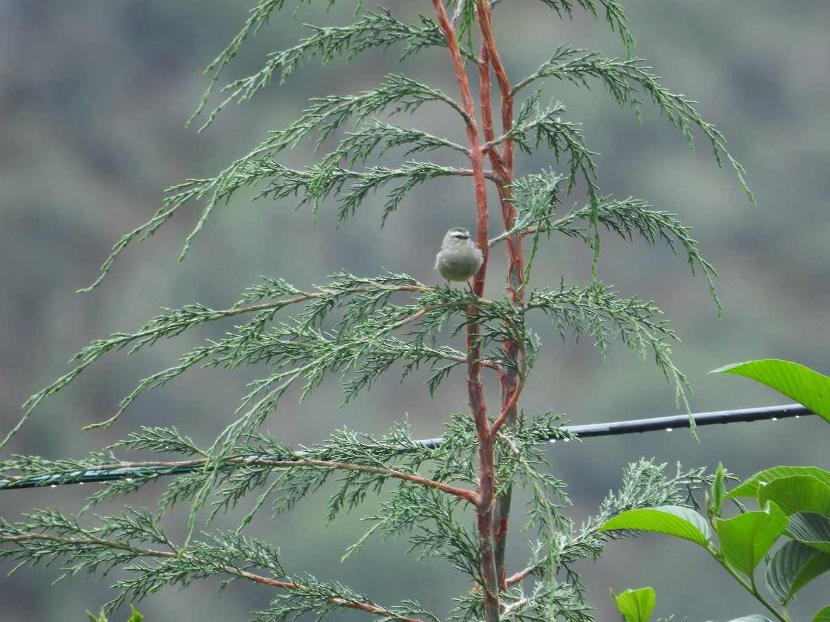 Cinereous Conebill - ML646408058