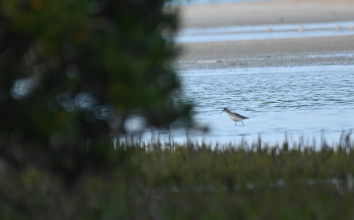 Albastrello - ML646408059