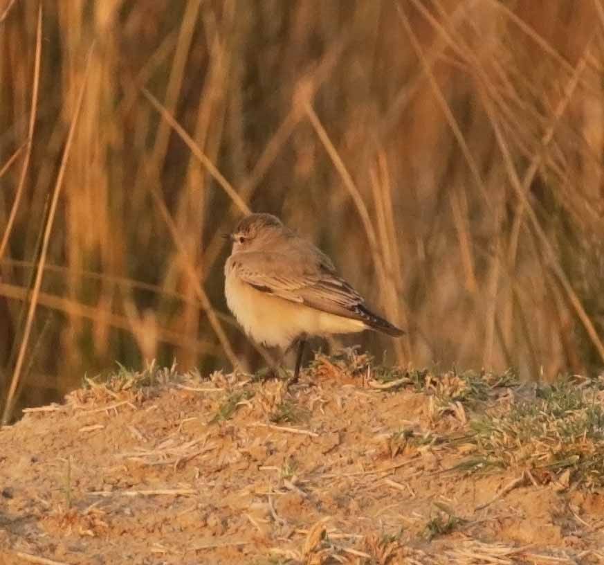 Isabelline Wheatear - ML646408061